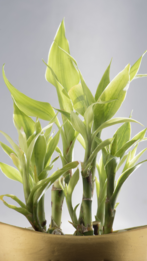 Image for 8 reasons lucky bamboo is the perfect indoor plant